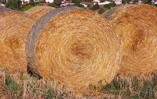 агро новини - 89670 типа | agrovest.bg агро новини - 52872 типа